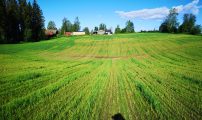 Nematoder dal AK Berg
