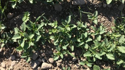 18 Physalis sotvier