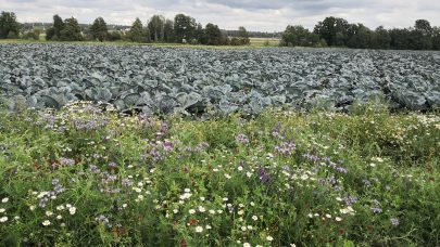 220826 blomsterstriper kal KER