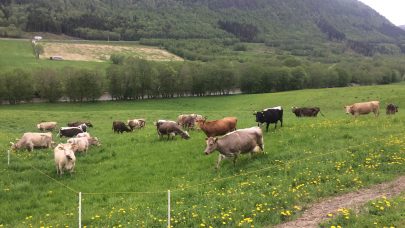 Malrettet beiting Hege Sundet NLR Ostafjells