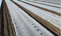 Ugrasniddel i gulrot under plast