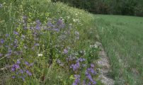Biodiversitet vekster John Ingar Overland