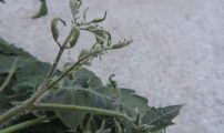 Skade: Symptomer på klopyralidskade er bøyde og vridde stilker og blad, krølling av blad og herdet vekst. Foto: Kirsti McKinnon, NORSØK