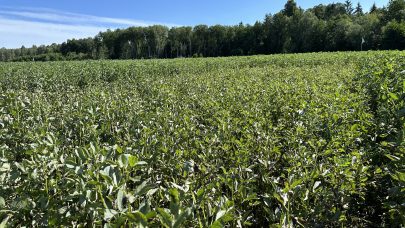 Bilde overst Akerbonner