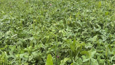 Klover i eng Maren Holte