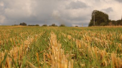 Brun gul eller gronn hovedbilde Else Villadsen