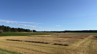 Tittelbilde Byggforsok for tresking pa Osaker 19 08 25 Foto Rune Karlsen