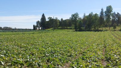 Sortsfelt agurk Roer