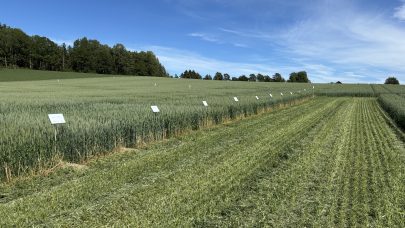 Tittelbilde varhvetefelt Osaker 30 06 25