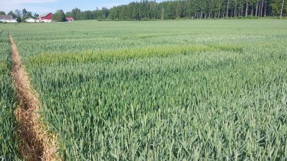 Hostkorn Slupstad 2025 Foto Morten Botilsrud