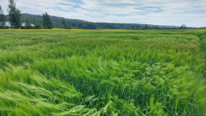 Tittelbilde forsoksfeltet hos Buskenes Romerike