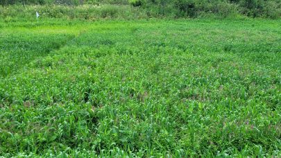 Ugrasfelt effekt av bayer i varhvete Foto Dag Arne Werner