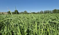 Graseng Skien_Juni Solstad Karlsen