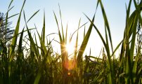 Sol i gras bredformat