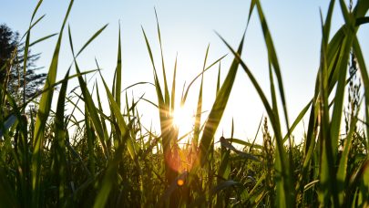 Sol i gras bredformat