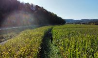 Maisfelt Vestfossen_Jonathan Miller