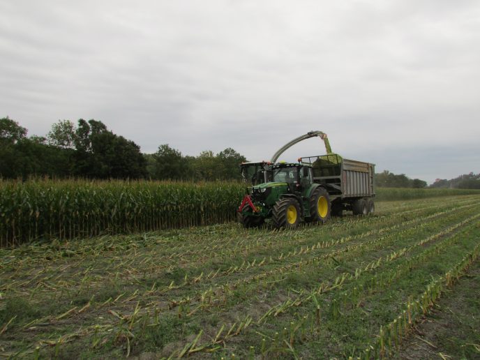 Hausting av mais. Foto: Julie Wiik, NLR Viken