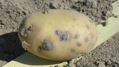 KS 10 06 08 Blaereskurv nummersort utvalgsfeltene Malselv