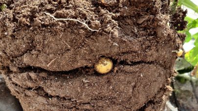 Settepotet herobilde