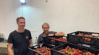 Mattinsen jordbaer Solveig H Johnsen