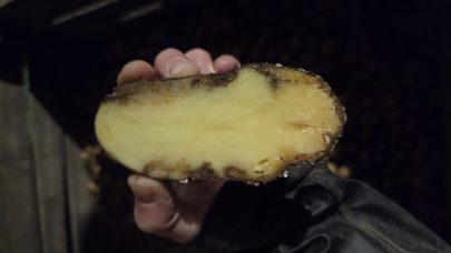 Vendt SL Asterix med torrate