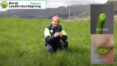 Grasart video