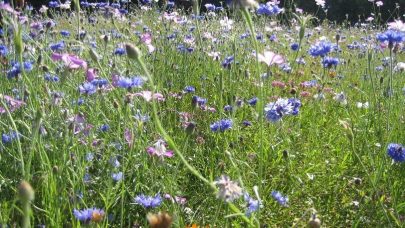Blomstereng av dansk fro Foto Ane Harestad
