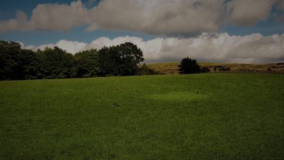 Kveke i raigras Foto Ole Arnfinn Roysland Fitjar