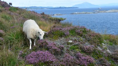 Norsk kvit sau pa kystlyngheibeite Foto Annlaug Fludal
