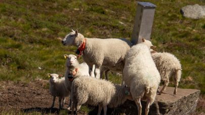 Sau ved saltstein Foto Lars Kjetil Flesland