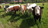 JAT kjottfe ammekyr beite gras grovfor