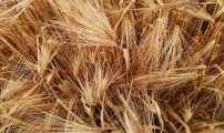IS treskeklart nesten moden bygg