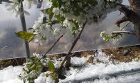 Morell frost blomst