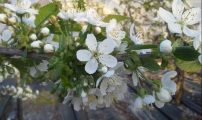 Morellblomst