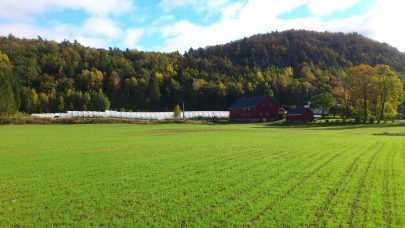 JAT gjenlegg Reddal gras gront