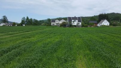 Cystenematoder i korn av sort Odal