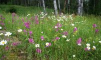 Blomstereng Nibio