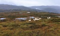 GS lam pa fjellet