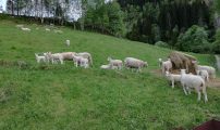Innmarksbeiter sau GS
