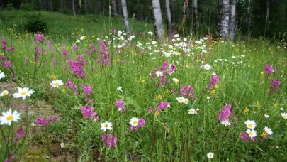 Blomstereng Nibio