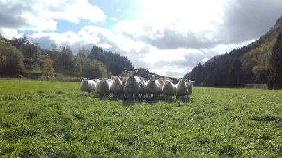 Nysgjerrige sauer pa beite foto aina overland
