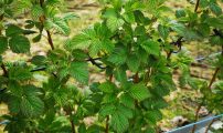 Okobringebaer 06 05 2021