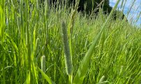 Grasslatt 2 oda verdal