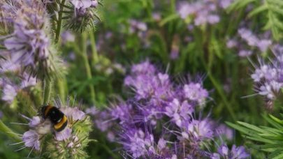 Honningurt Blomsterstriper AG 2021