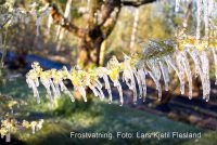 Hageblabaer frostvatning a