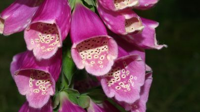 Naerbilde revebjelle Foto Annlaug Fludal