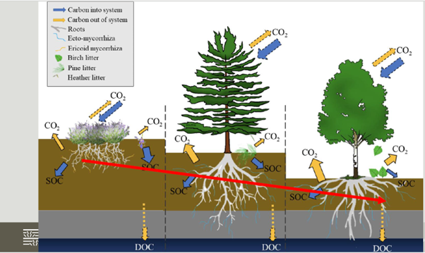 Lyngbrenning karbon i jord