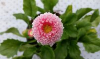 Bellis perennis Foto Liv Knudtzon