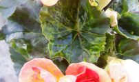 Tospovirus i begonia Foto Liv Knudtzon
