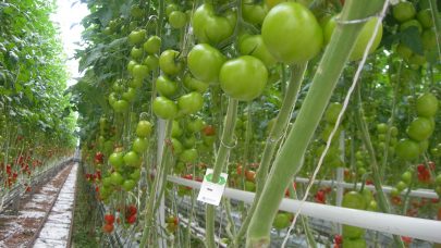Tomater i veksthus Foto Annichen Smith Eriksen